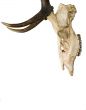 Horn