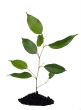 Plant and soil