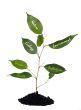 Plant and soil
