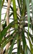 Plant, tree, flower