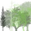 Green picture for congratulations