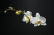 White Orchids on Black Background.