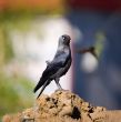 Jackdaw