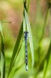 Blue dragonfly