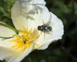 Fly and flower