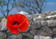 Poppy on blur rocky background