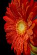 red gerbera