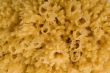 natural bath sponge