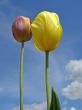 two tulips
