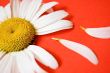White chamomile