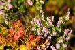 heather and a bilberry