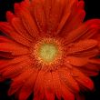 red gerbera
