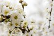 Spring flowers
