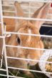 Little cute rabbit eating in a cage