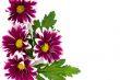 Pink daisy frame