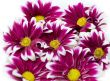 Pink daisy frame