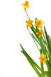 Yellow spring daffodils