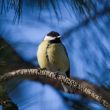 yellow tit on blue background