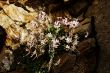 spring flowers in the mountains