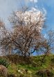 Spring in the Cypriot mountains