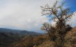 Spring in the Cypriot mountains