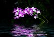 orchid in the water