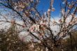 Almonds in Cyprus