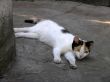 resting cat