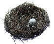 Eggs in Bird Nest