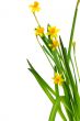 easter daffodil 2
