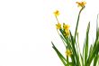 easter daffodil 1