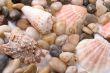 sea shells and pebble