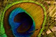 Peacock feather
