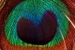 Peacock feather