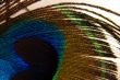 Peacock feather