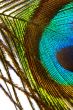 Peacock feather