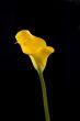 Yellow calla on the black background