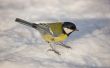 Titmouse