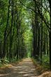The lonely path