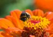 Bee on a flower