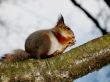 A squirrel in the tree.