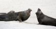 Elephant seals
