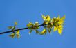 spring branch