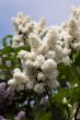 white spring