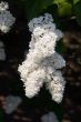 White lilac
