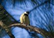 Curious titmouse