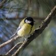 titmouse