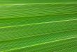 green leaf