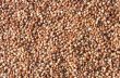 buckwheat