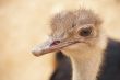 scruffy male ostrich